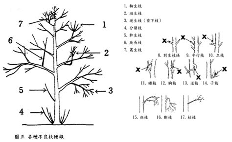 不良枝|修剪作業規範